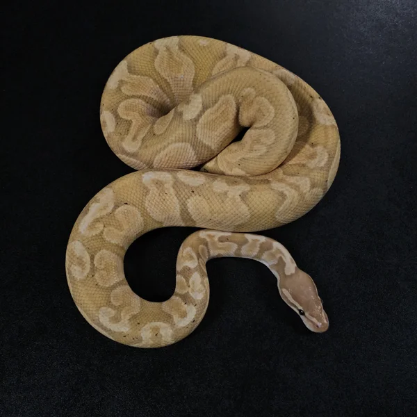Banana GHI