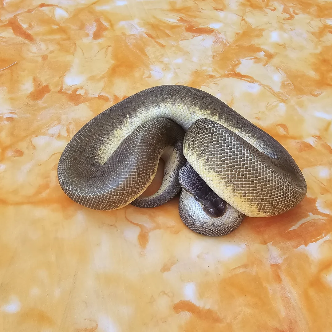 Pastel Monsoon | Ball Pythons | ReptileAds