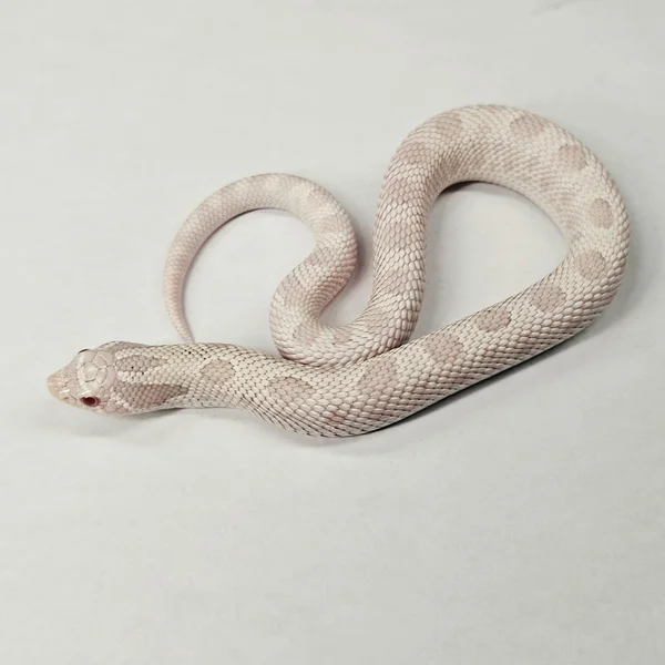 Yeti (Ax/Alb Conda)