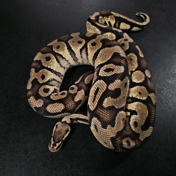 Pastel Gravel het Clown