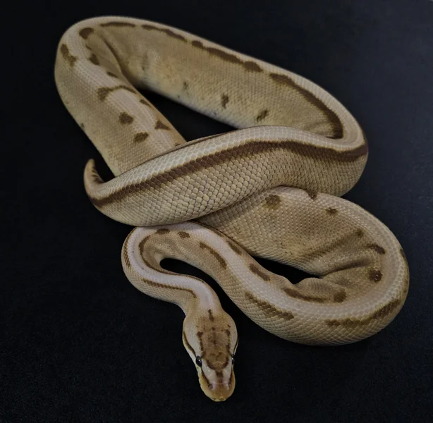 Pastel Monarch GS