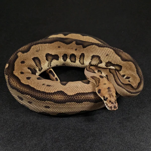 Vanilla Leopard Clown het DG