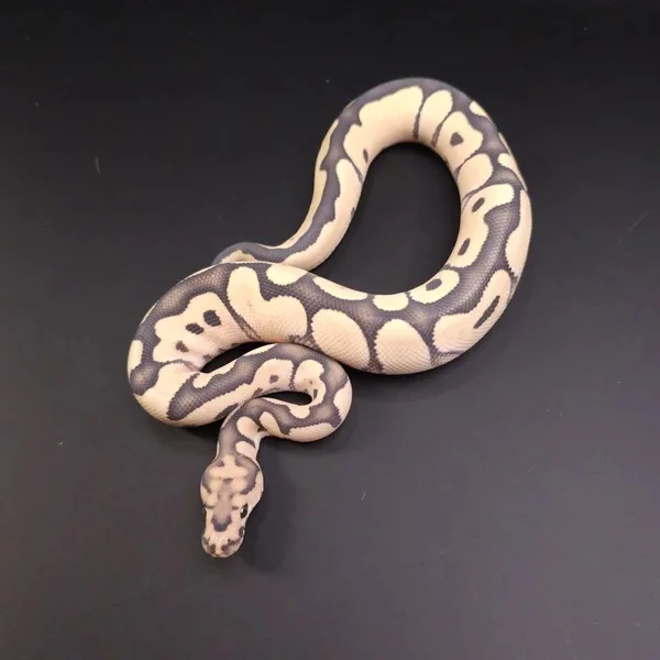 Enhancer Clown het G-Stripe