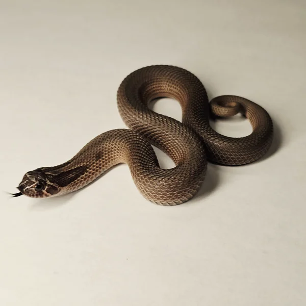 Superconda Sable het TB