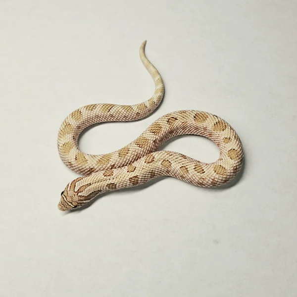 Arctic Toffee het Sable