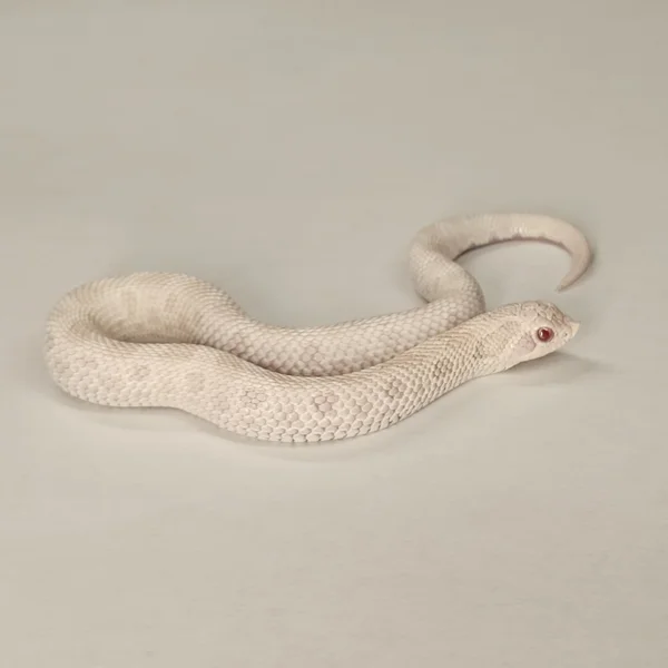 Yeti (Alb/Ax Conda)