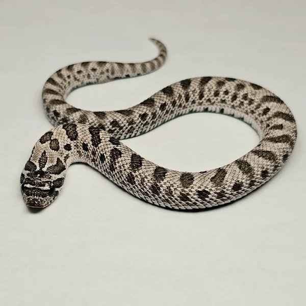 Arctic Conda dhet Alb/Sable