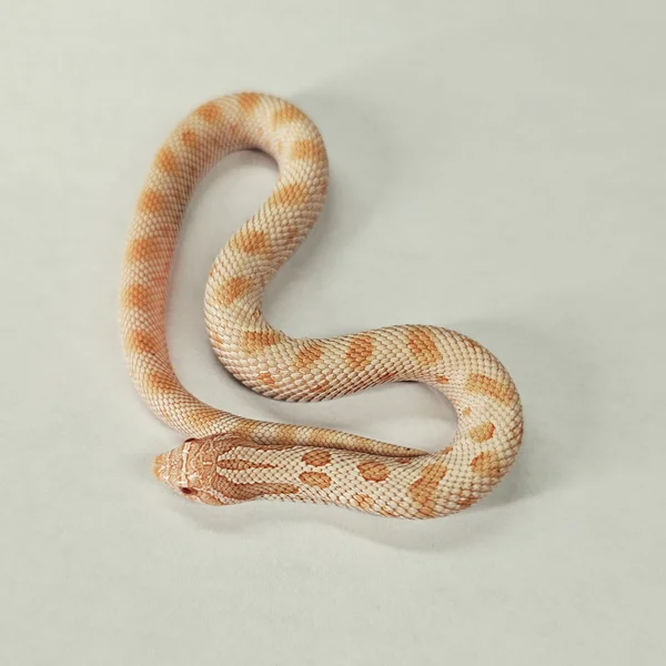 Arctic Conda Albino het Sable
