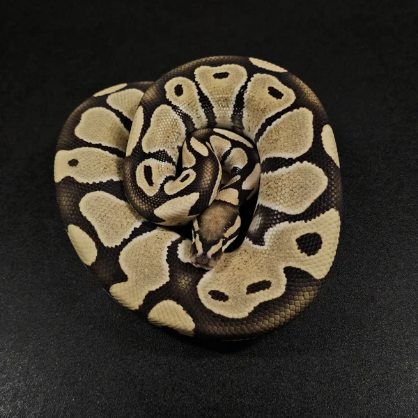 Enhancer het GStripe phet Clown