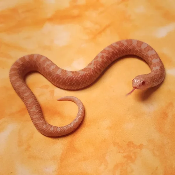 Sunburst (sable/albino)