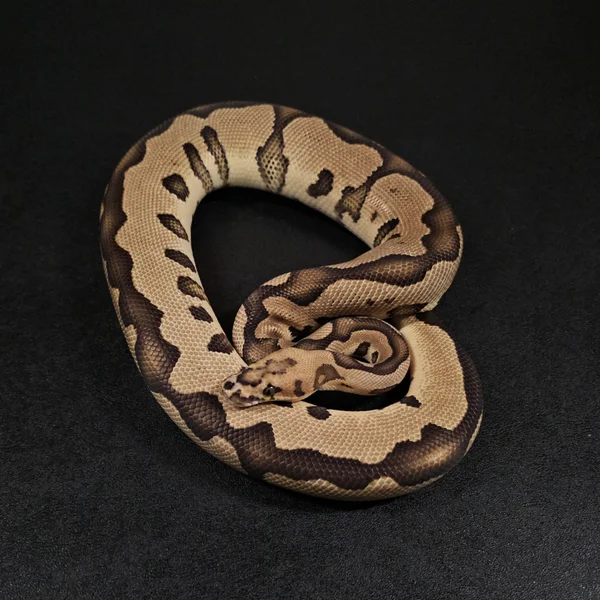Vanilla Leopard Clown het DG
