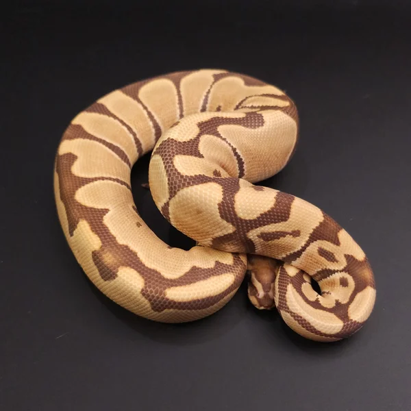Monarch het Clown