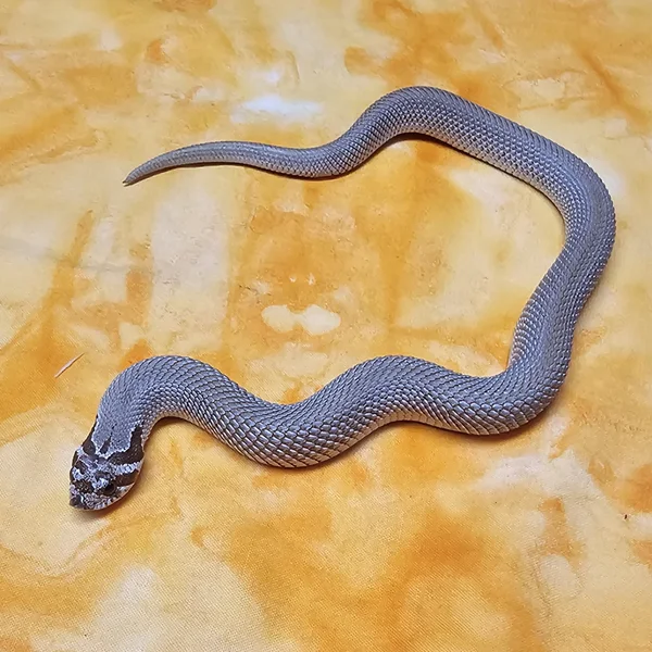 Superconda dhet Albino/Sable