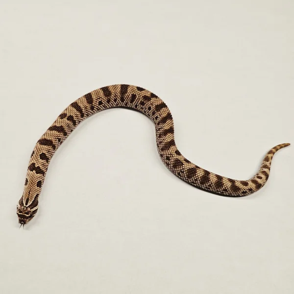 Anaconda het TB