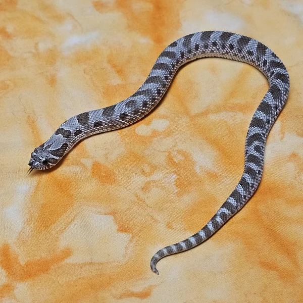 Anaconda dhet Sable/Albino