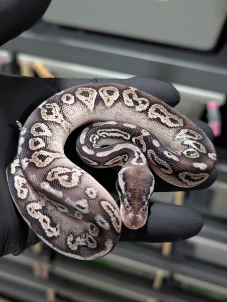 CINNAMON PASTEL HET CRYPTIC 💯🔥🔥🔥