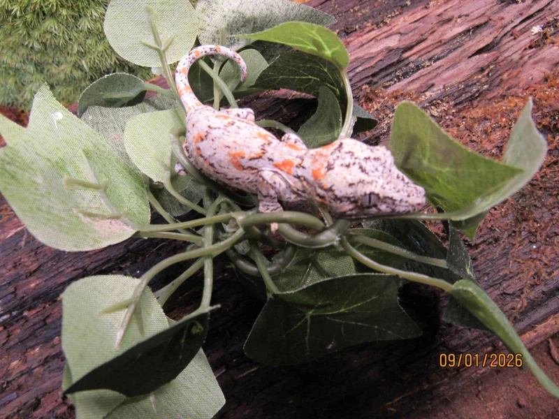 Reticulated Orange Blotch BG-3