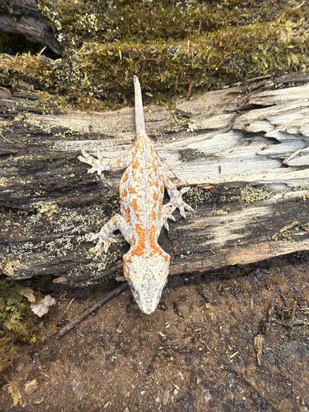 Aberrant Orange Stripe / Regen Tail