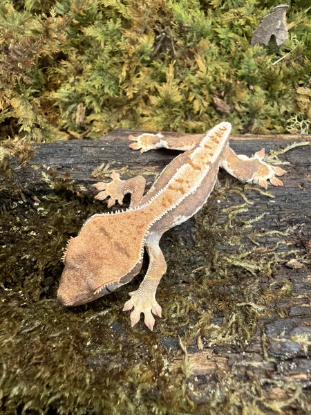 Lilly White / Frog Butt
