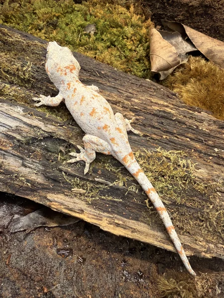 Orange Super Blotch