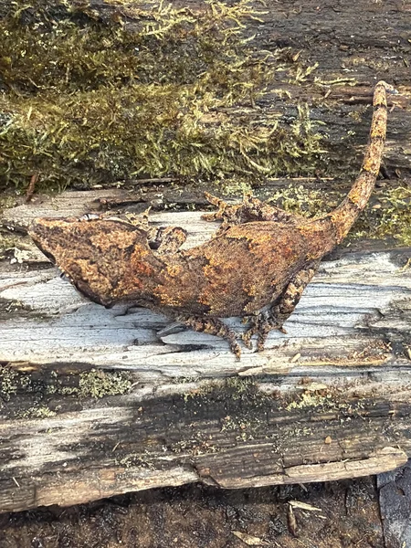 Reticulated / Poss Phantom Eye