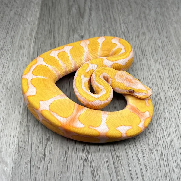 Enchi Lav het Pied pos YB