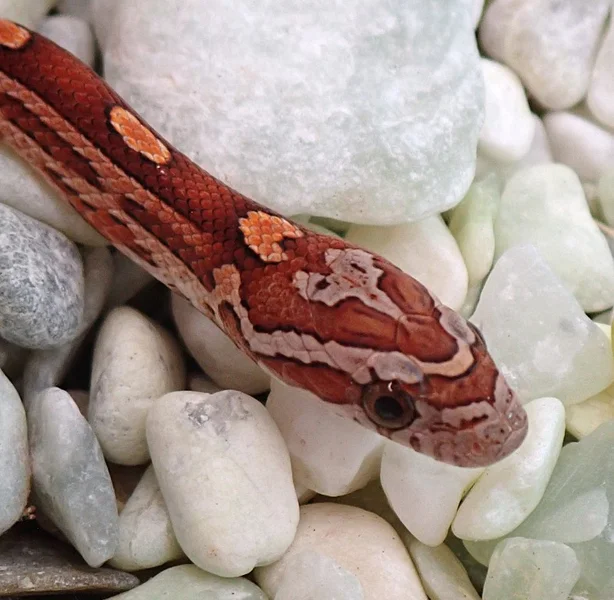 Peach Tequila Sunrise Motley het Anery, Amel, Ultra, Hypo, Lavender, Strawberry 50% Diffused