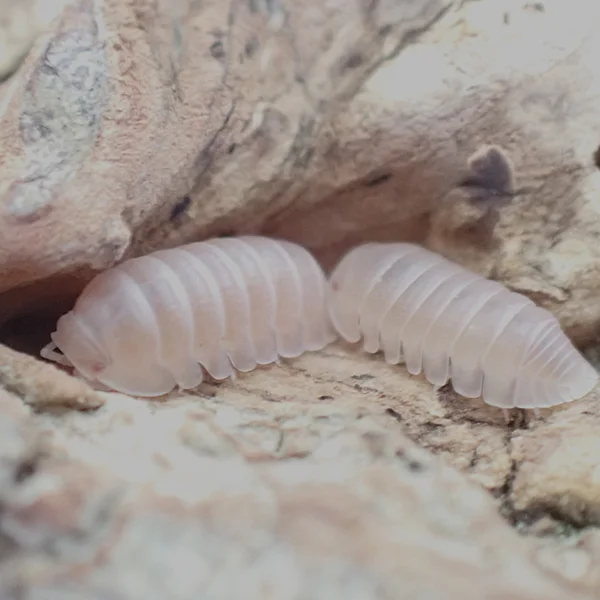 Papaya Isopods Group of 100