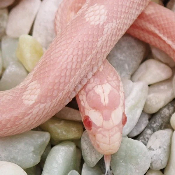Tequila Sunrise Snow Motley Poss Hypo RF Poss het Sunkissed