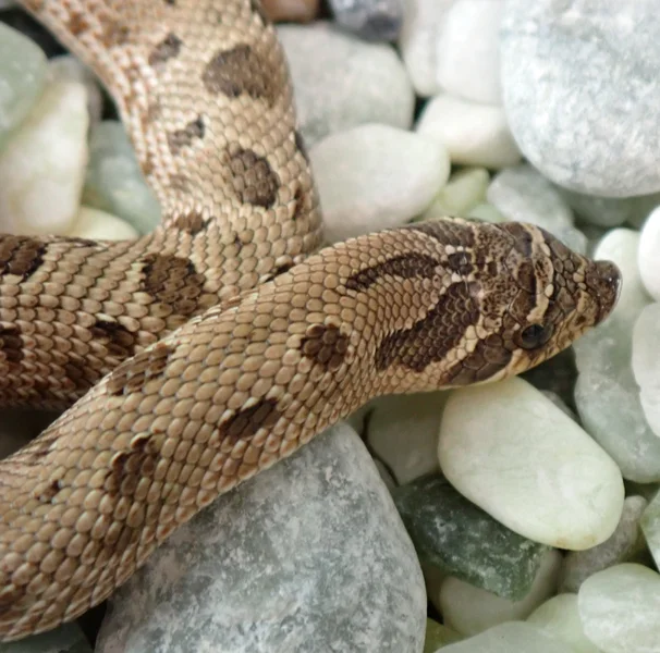RBE Pastel Conda Het Evans Hypo