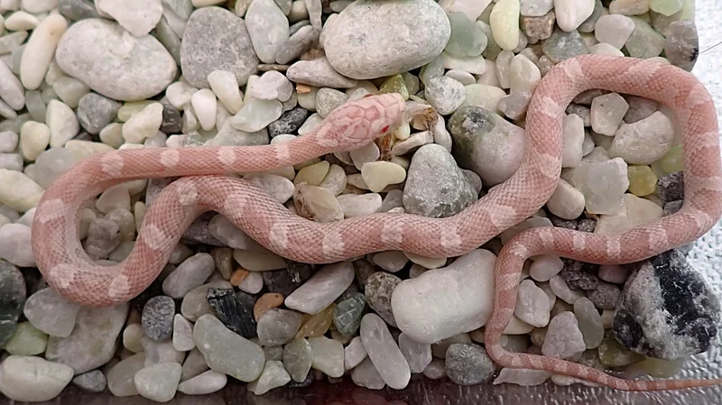 Tequila Sunrise Snow Motley Poss Hypo Poss het Sunkissed