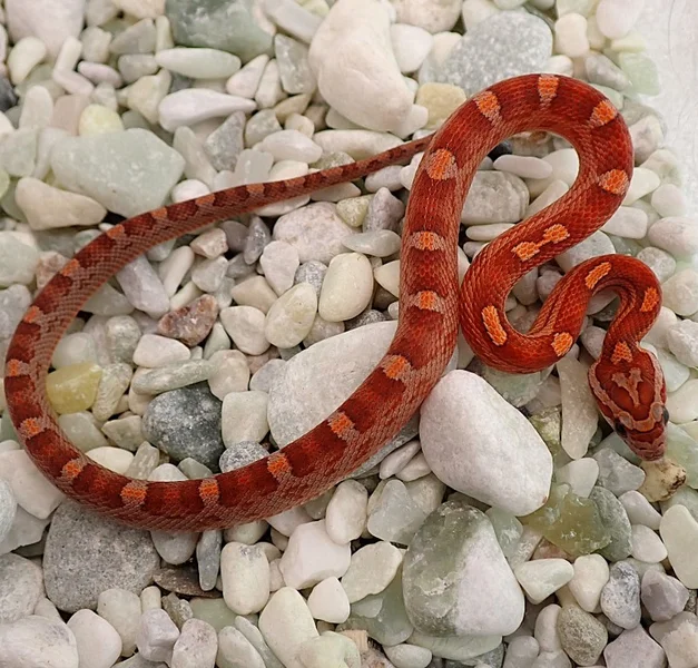 Peach Tequila Sunrise Motley het Anery, Amel, Hypo, Lavender, Strawberry 50% Diffused