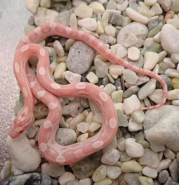 Tequila Sunrise Snow Poss Hypo het Motley Poss het Sunkissed