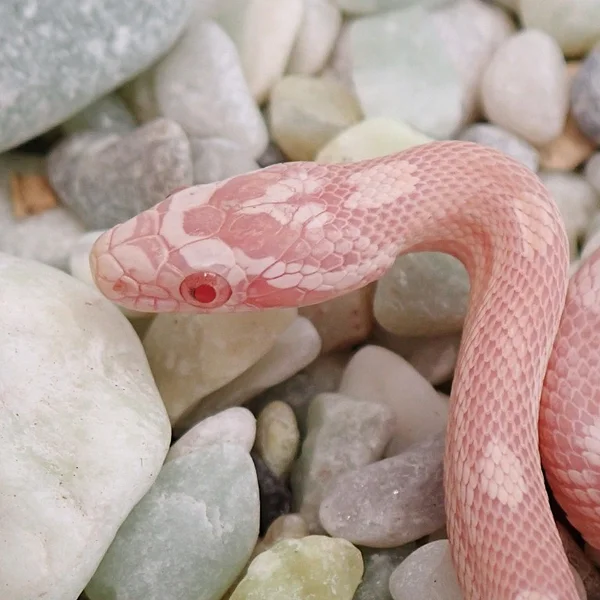 Tequila Sunrise Snow Motley Poss Hypo Poss het Sunkissed
