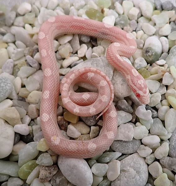 Tequila Sunrise Snow Motley Poss Hypo RF Poss het Sunkissed