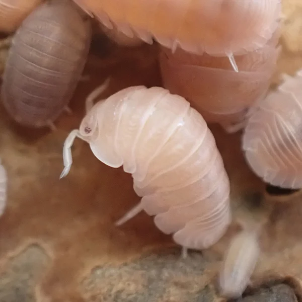 Papaya Isopods Group of 50