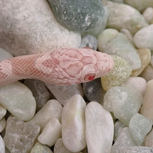 Tequila Sunrise Snow Poss Hypo RF het Motley Poss het Sunkissed