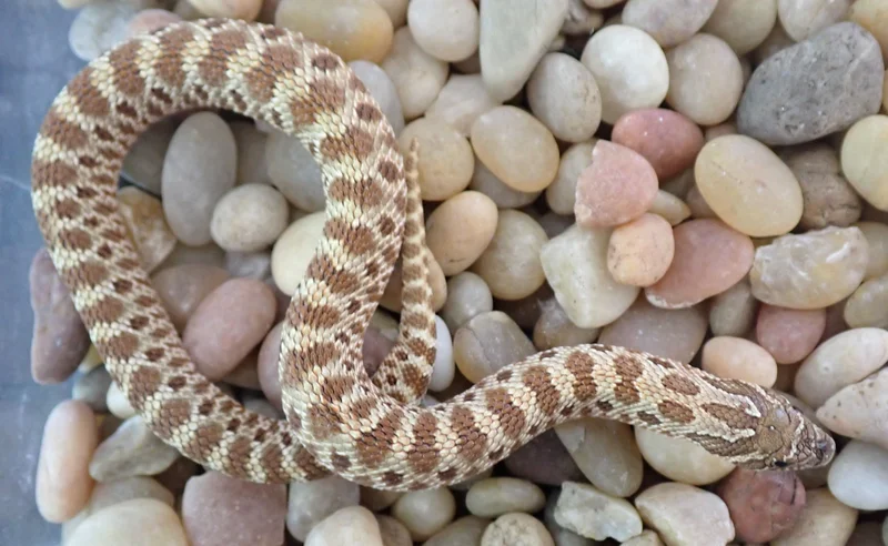 Normal Het Lavender Albino