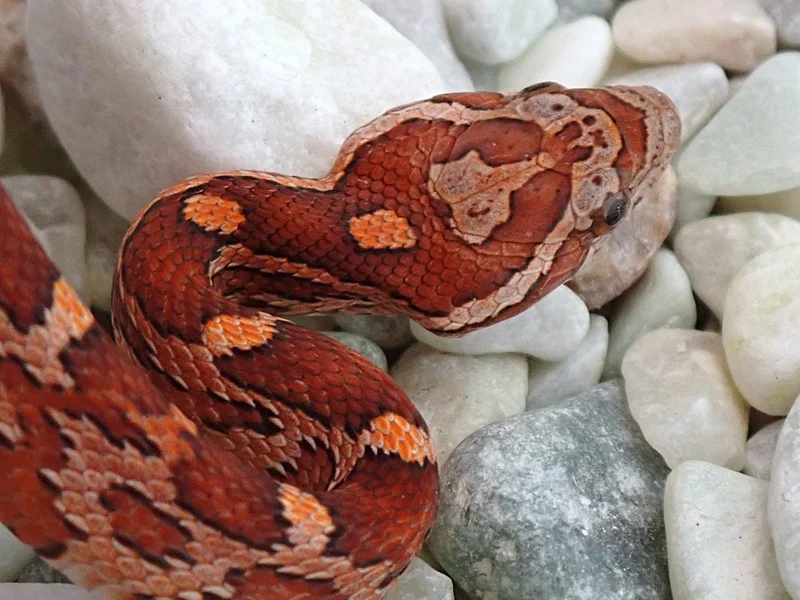 Peach Tequila Sunrise het Anery, Amel, Motley, Hypo, Lavender, Strawberry 50% Diffused