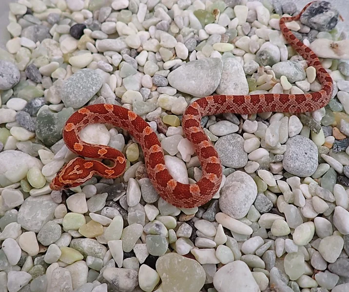 Peach Ultra Tequila Sunrise het Anery, Amel, Motley, Hypo, Lavender, Strawberry 50% Diffused