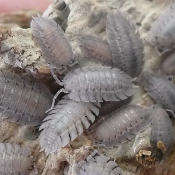 Spatulatus Group of 10
