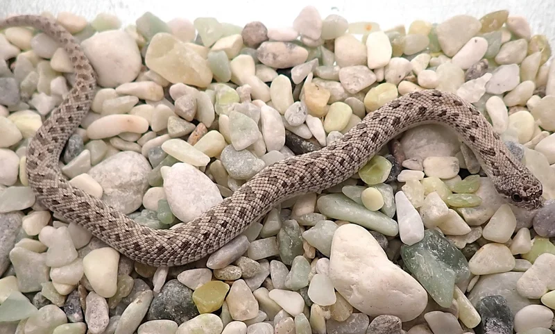 Arctic Frost Het Albino Pos Axanthic