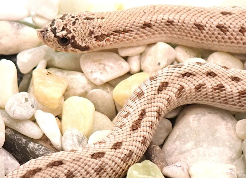 Arctic Frost Conda Het Albino Het Evans Hypo Poss Het Axanthic