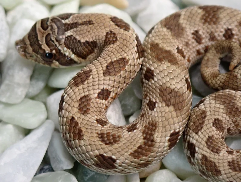RBE Pastel Conda Het Evans Hypo