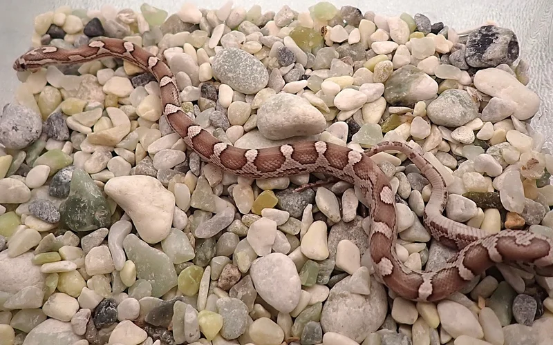 Tequila Sunrise Ghost Motley het Amel Poss het Sunkissed