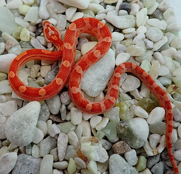 Peach UltraTequila Sunrise Motley het Anery, Amel, Hypo, Lavender, Strawberry 50% Diffused