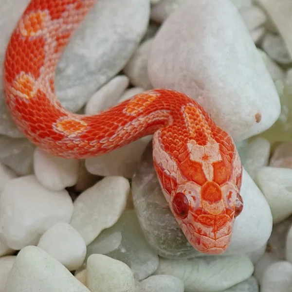 Peach Amel Tequila Sunrise het Anery, Ultra, Motley, Hypo, Lavender, Strawberry 50% Diffused