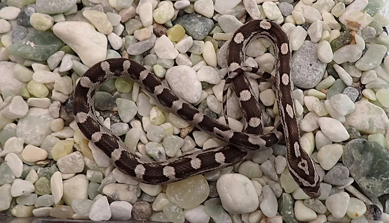 Tequila Sunrise Anery Motley het Hypo Amel Poss het Sunkissed RF
