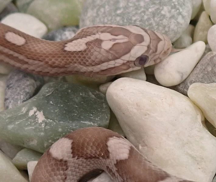 Tequila Sunrise Ghost Motley Poss RF Poss het Sunkissed