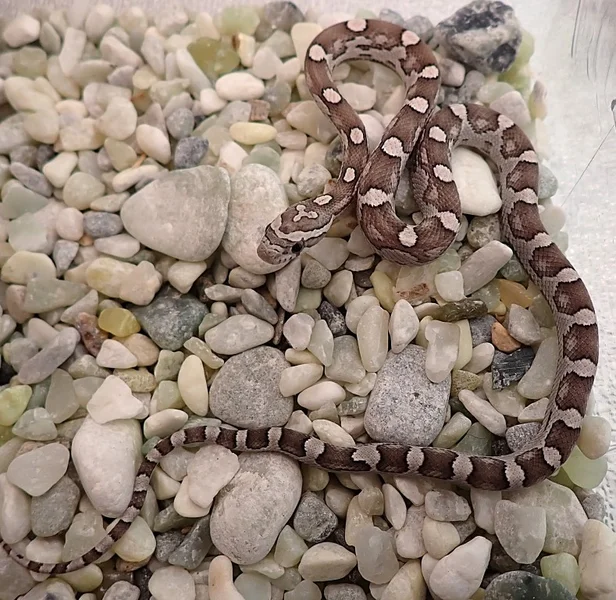 Tequila Sunrise Anery Motley het Hypo Amel Poss het Sunkissed 